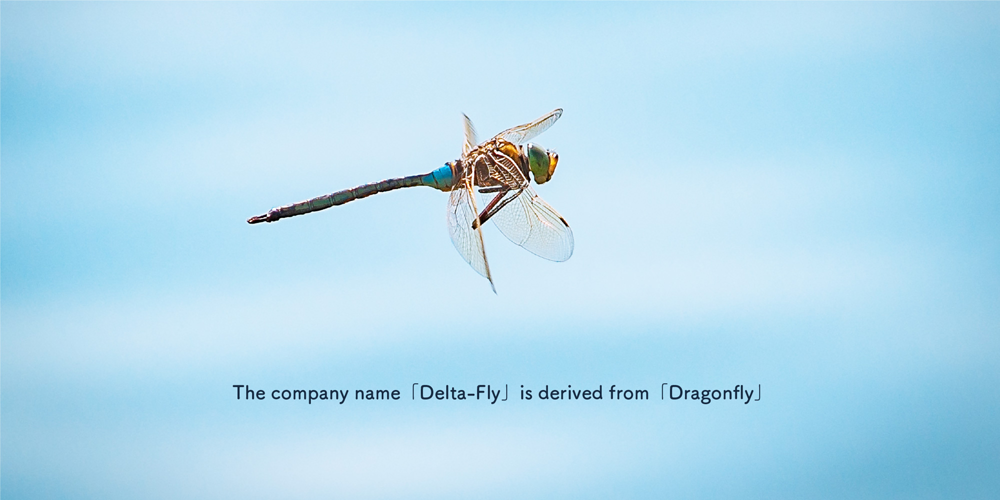 The company name 「Delta-Fly」 is derived from 「Dragonfly」