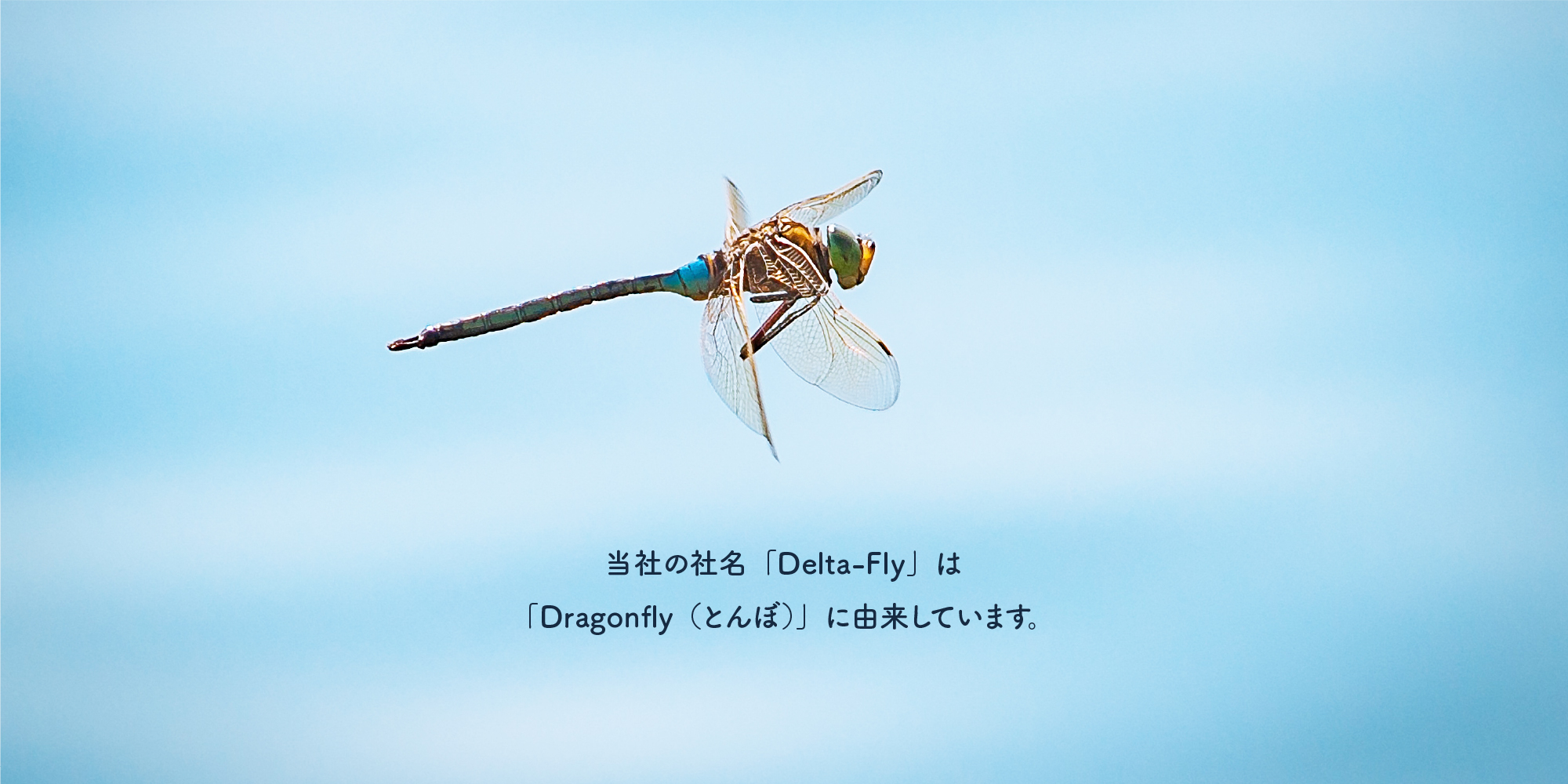当社の社名「Delta-Fly」は「Dragonfly（とんぼ）」に由来しています。